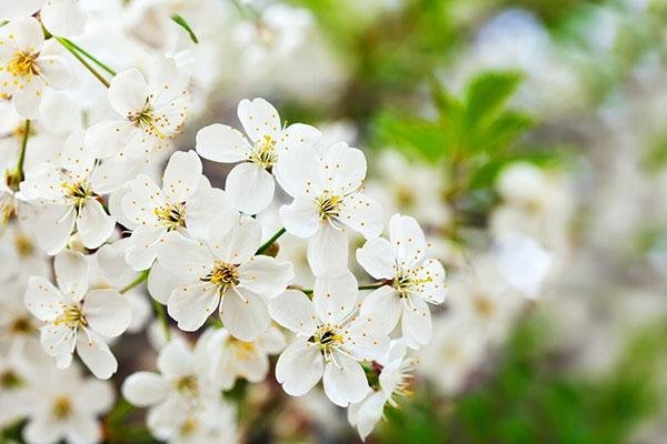 Cemitério Gethsemani Anhanguera