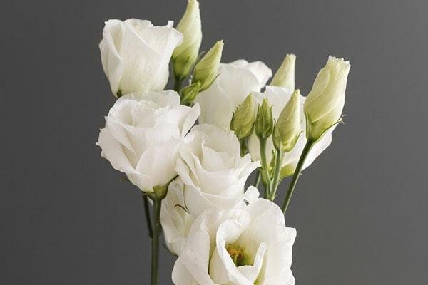 Cemitério Tremembé